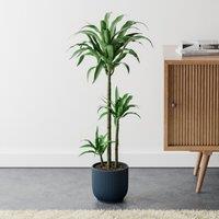 Dracaena Steudneri House Plant in Elho Pot