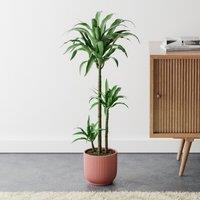 Dracaena Steudneri House Plant in Elho Pot