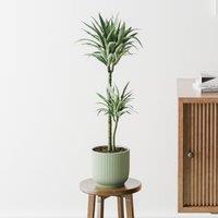 Dracaena Warneckei House Plant in Elho Pot