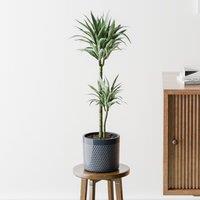 Dracaena Warneckei House Plant in Capri Pot