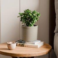 Jade House Plant in Capri Pot