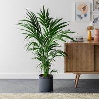 Kentia Palm House Plant in Capri Pot
