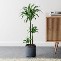 Dracaena Steudneri House Plant in Capri Pot