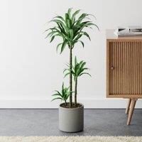 Dracaena Steudneri House Plant in Capri Pot