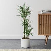 Dracaena Warneckei House Plant in Capri Pot