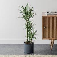 Dracaena Warneckei House Plant in Capri Pot