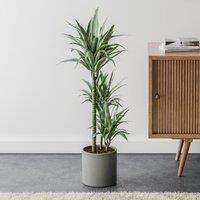 Dracaena Warneckei House Plant in Capri Pot