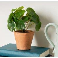 Artificial Real Touch Money Plant in Terracotta Ceramic Plant Pot
