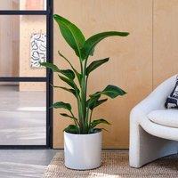 Capri Plant Pot