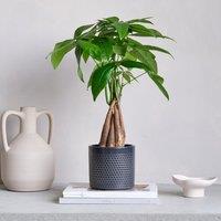 Capri Plant Pot