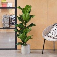 Capri Plant Pot