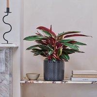 Capri Plant Pot
