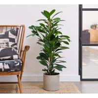 Capri Plant Pot