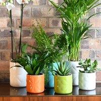 Navigate Carnaby Ceramic Embossed Plant Pot