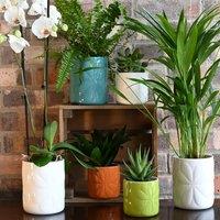 Navigate Carnaby Ceramic Embossed Plant Pot