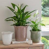 Camellia Scalloped Edge Ceramic Plant Pot