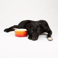 Scruffs Set of 2 Ombre Bowls