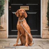 Lords and Labradors Ostrich Leather Dog Lead