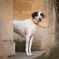 Lords and Labradors Italian Padded Leather Dog Collar
