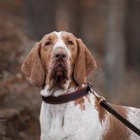 Lords and Labradors Italian Padded Leather Dog Collar