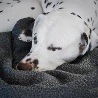 Lords and Labradors Boucle Dog Blanket