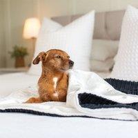 Lords and Labradors Essentials Dog Blanket