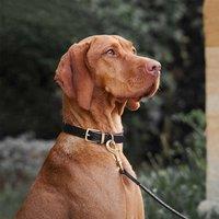 Lords and Labradors Ostrich Leather Dog Collar