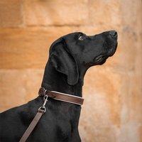 Lords and Labradors Italian Padded Leather Dog Collar