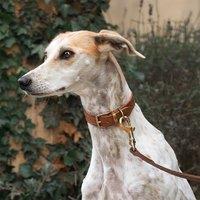 Lords and Labradors Ostrich Leather Dog Collar