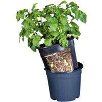 Fallen Fruits Potato Pot