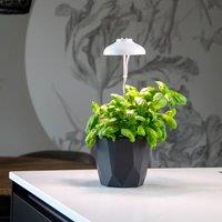Fallen Fruits White Plant Grow Lamp