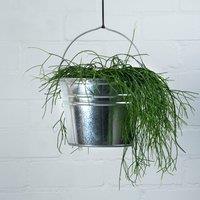 Fallen Fruits Zinc Bucket