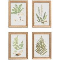 Cedar & Sage Set of 4 Assorted Ferns Framed Prints