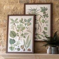 Cedar & Sage Set of 2 Foliage Study Framed Prints