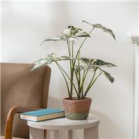 Artificial Alocasia in Cement Plant Pot