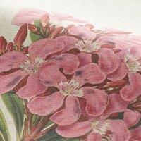 Botanical Garden Made to Measure Fabric By The Metre