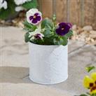 Taylor's Bulbs Zinc Bee Plant Pot with Anemone Kit White