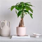 Money Tree House Plant in Pot Earthenware Pink