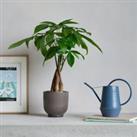 Money Tree Potted House Plant and Watering Can Bundle Ceramic Grey