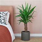 Yucca House Plant in Pot Earthenware Dark Grey