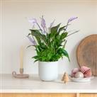 Lilac Peace Lily House Plant in Pot Earthenware Oyster