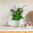 Lilac Peace Lily House Plant in Pot Earthenware Mint
