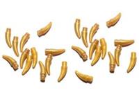 LEGO Horn Spike Claw Barb x25 PEARL GOLD small for animals weapon helmet