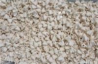 LEGO 52394/4588 Brick 1x1 Round with Fins White Pack of 30 Brand New.