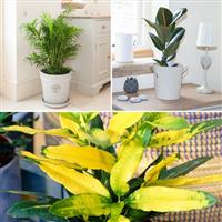 Evergreen Houseplant collection x3 in 12cm pots