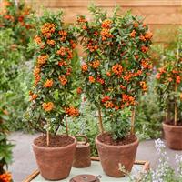 Pyracantha 'Orange Star'