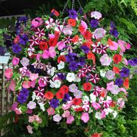 Set of 12 Petunia Easy Wave (12 Plug Plants)