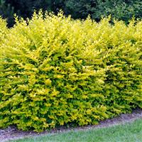 Ligustrum ovalifolium 'Aureum' - Golden Privet
