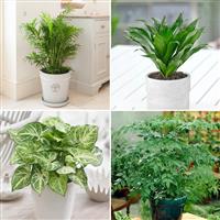 Homley Houseplant Mix in 12cm pots x4