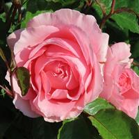 Rose The Princess Bella (3-4L pot)